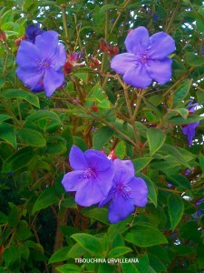 Tibouchina urvilleana - blossom